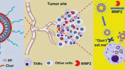 Targeting Tumor-Associated Macrophages by MMP2-Sensitive Apoptotic Body-Mimicking Nanoparticles featured image