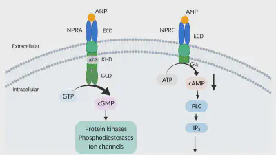 KLF5 Is Activated by Gene Amplification in Gastric Cancer and Is Essential for Gastric Cell Proliferation featured image