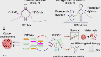 Small non-coding RNAs in human cancer: function, clinical utility, and characterization featured image